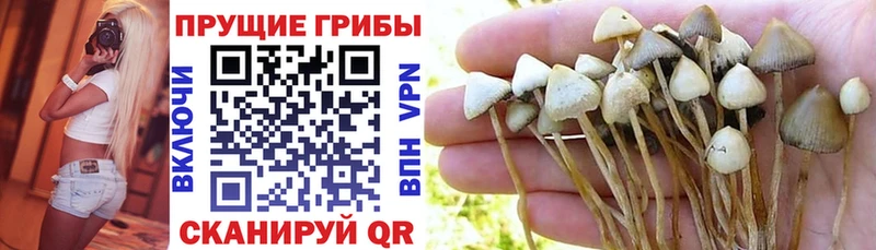 хочу наркоту  Конаково  Галлюциногенные грибы MAGIC MUSHROOMS 